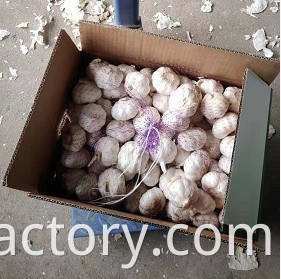 GARLIC TOP QUALITY WHOLESALE GARLIC